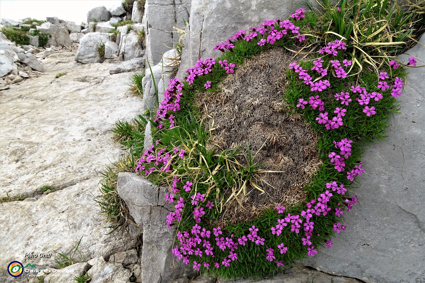 98 Ghirlanda di silene a cuscinetto (Silene acaulis).JPG